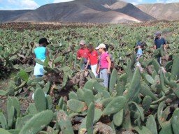 Nios en la huerta tirando higos y mudando sacos - Rescate del cultivo de la cochinilla en Mala y Guatiza (Lanzarote- Islas Canarias)
