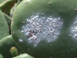 Tunera con cochinilla - Rescate del cultivo de la cochinilla en Mala y Guatiza (Lanzarote- Islas Canarias)
