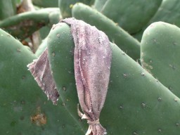 Modo de diseminar la cochinilla - Rescate del cultivo de la cochinilla en Mala y Guatiza (Lanzarote- Islas Canarias)