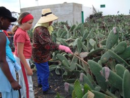 Rescate del cultivo de la cochinilla - Nios en la plantacin de tuneras